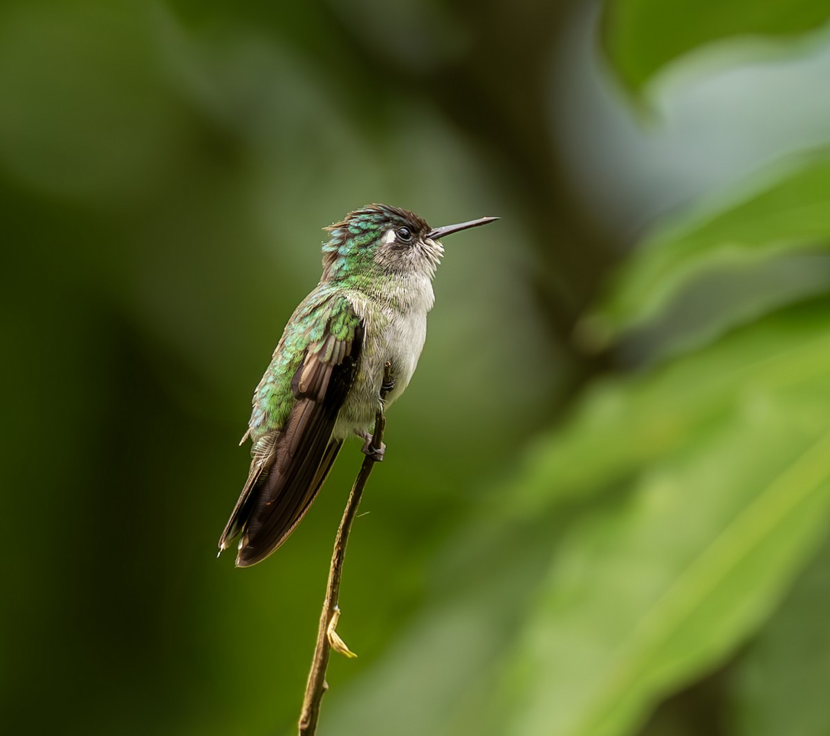 スミレガシラハチドリ - ML644564216