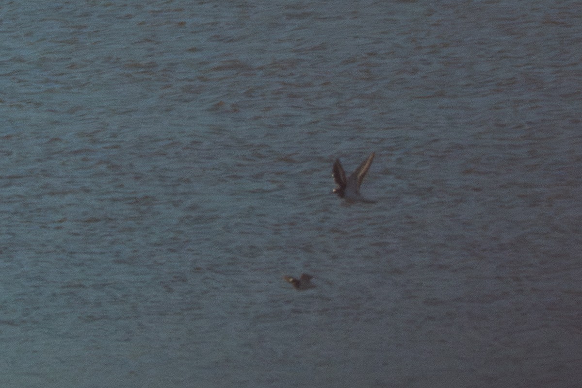 חופמי כפול-צווארון - ML644564218