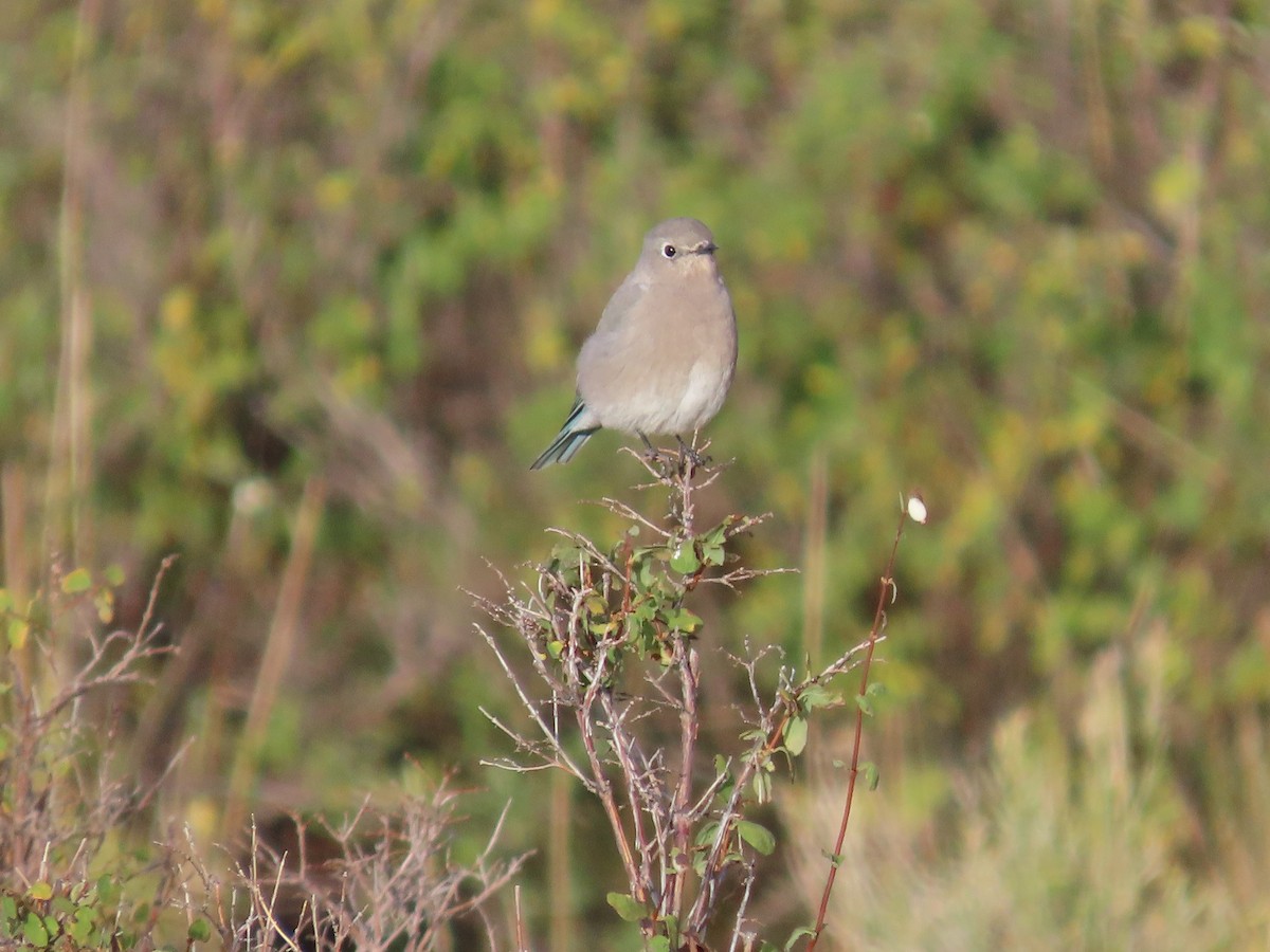 Mountain Bluebird - ML644564226