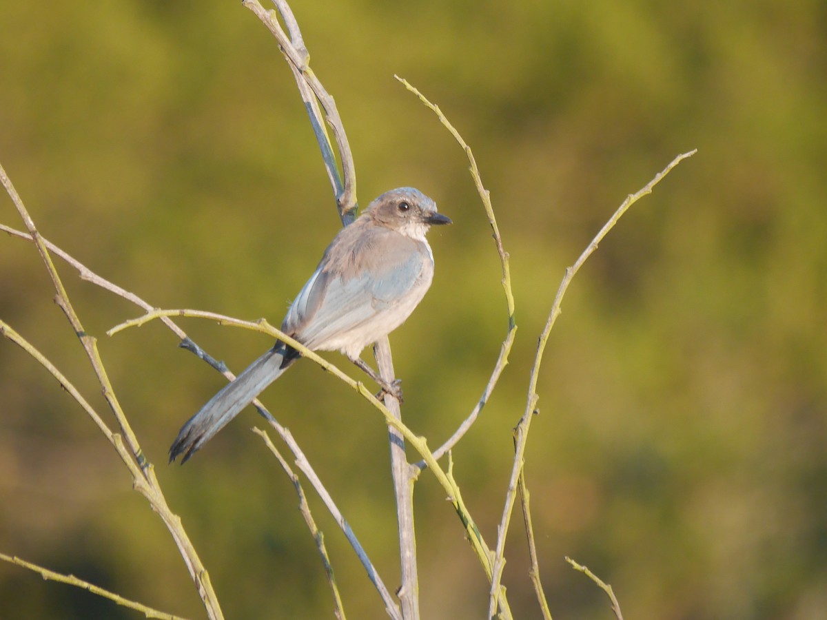 California Scrub-Jay - ML644564231