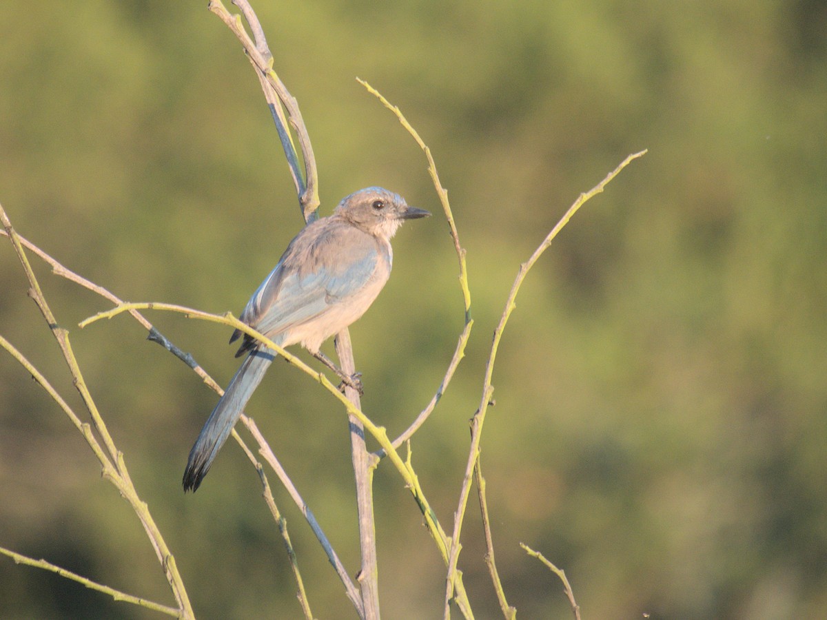 California Scrub-Jay - ML644564232