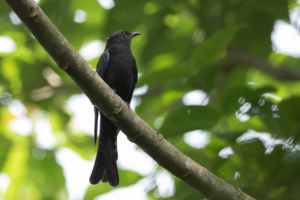 オウチュウカッコウ - ML644564238