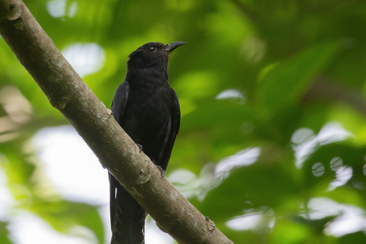 オウチュウカッコウ - ML644564239