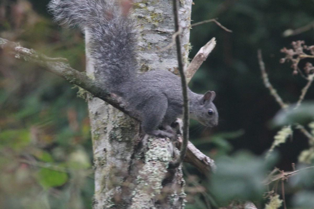 Western Gray Squirrel - ML644564240