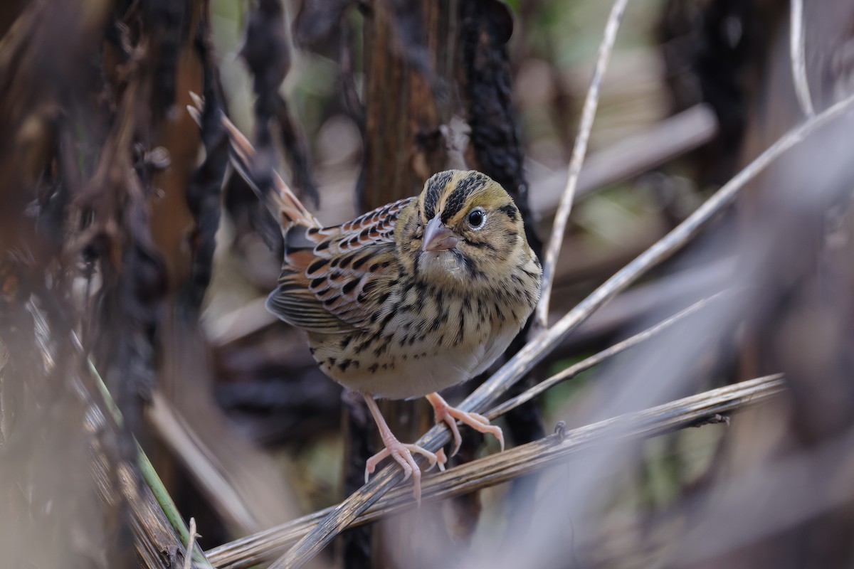 Henslow's Sparrow - ML644564243