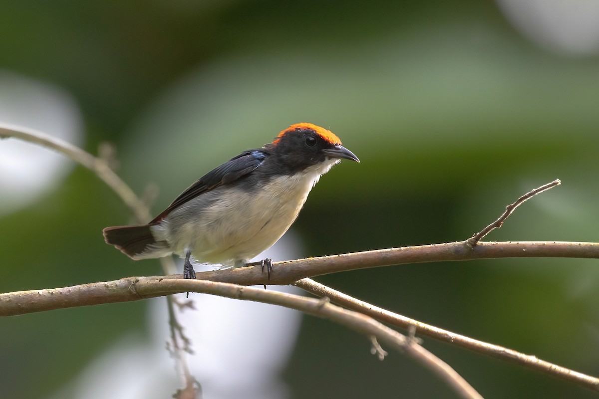 セアカハナドリ - ML644564246