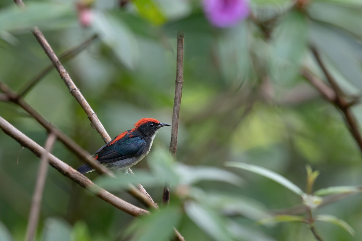 セアカハナドリ - ML644564247