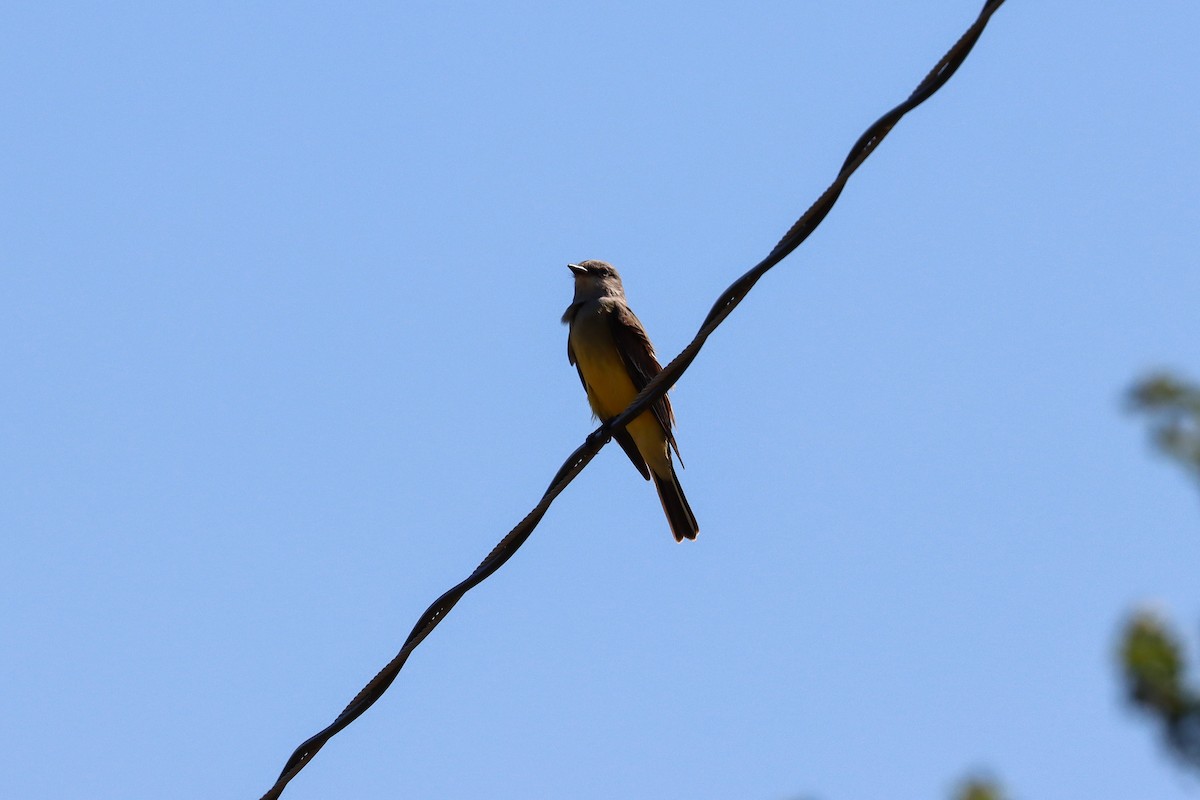 Western Kingbird - ML644564249