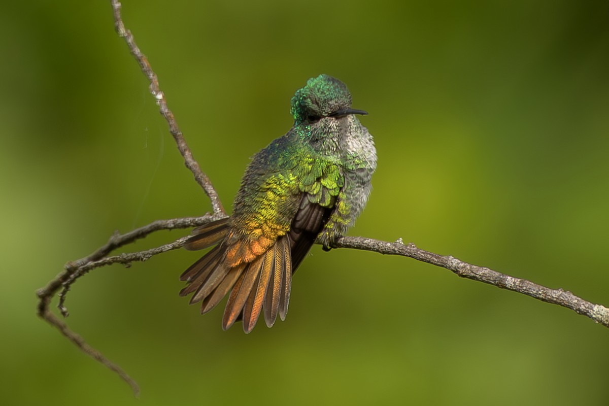 Golden-tailed Sapphire - ML644564251