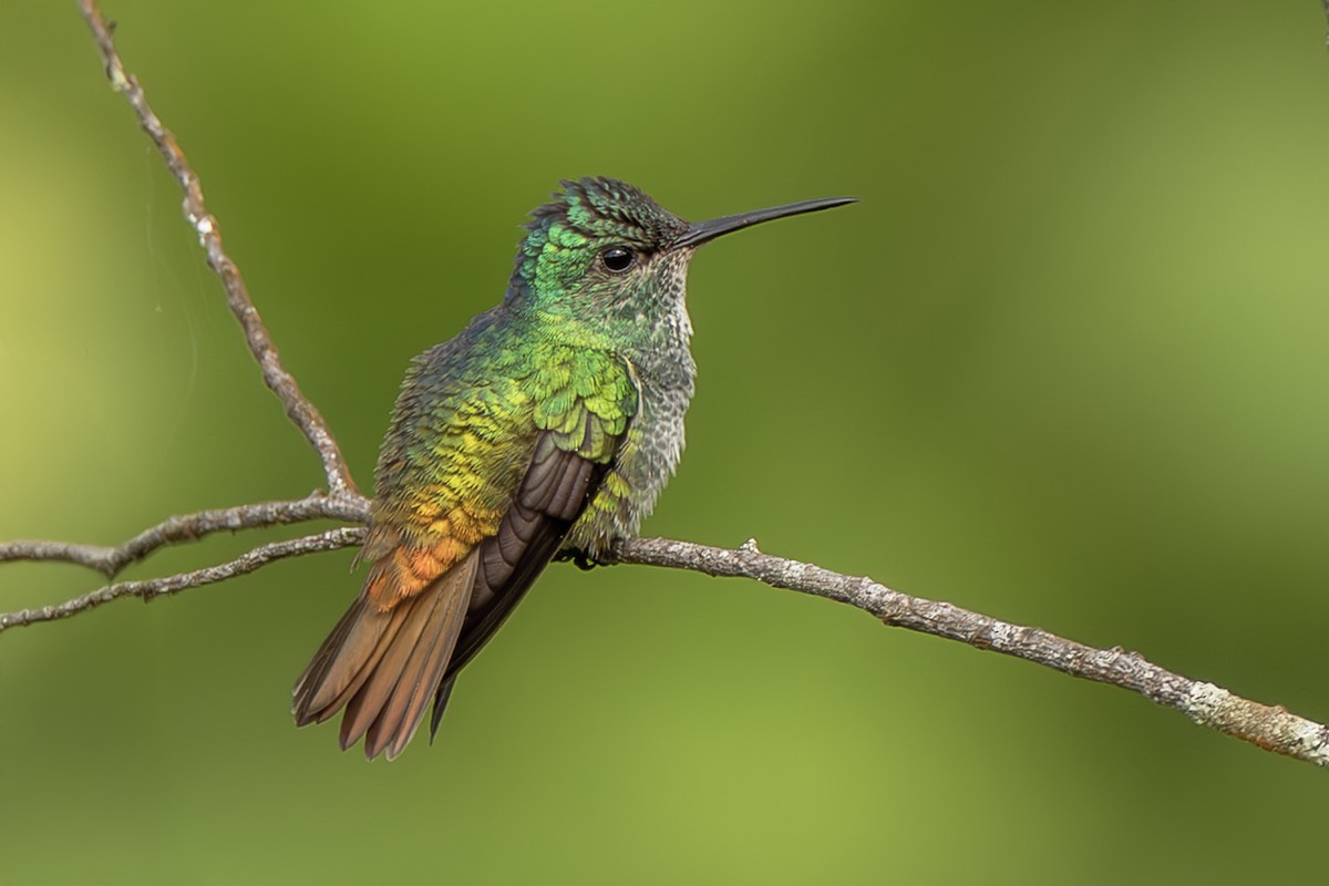 Golden-tailed Sapphire - ML644564252