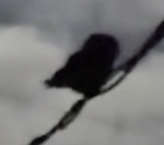 Northern Saw-whet Owl - ML644564253