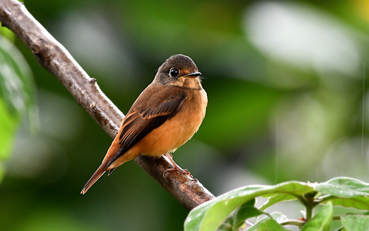 Rostschnäpper - ML644564259