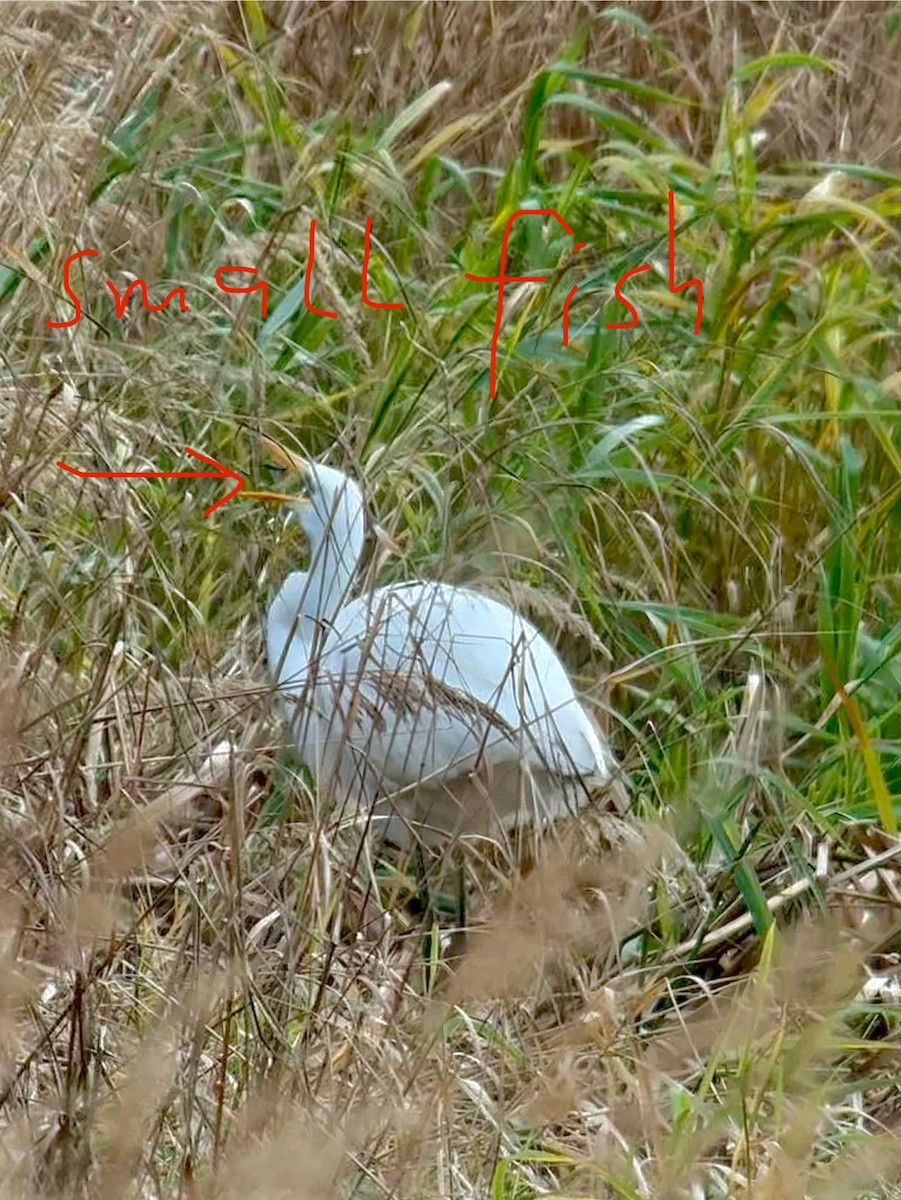 大白鷺 - ML644564271