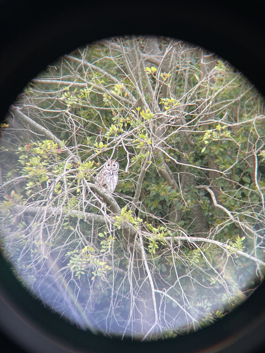 kalous proužkovaný - ML644564274