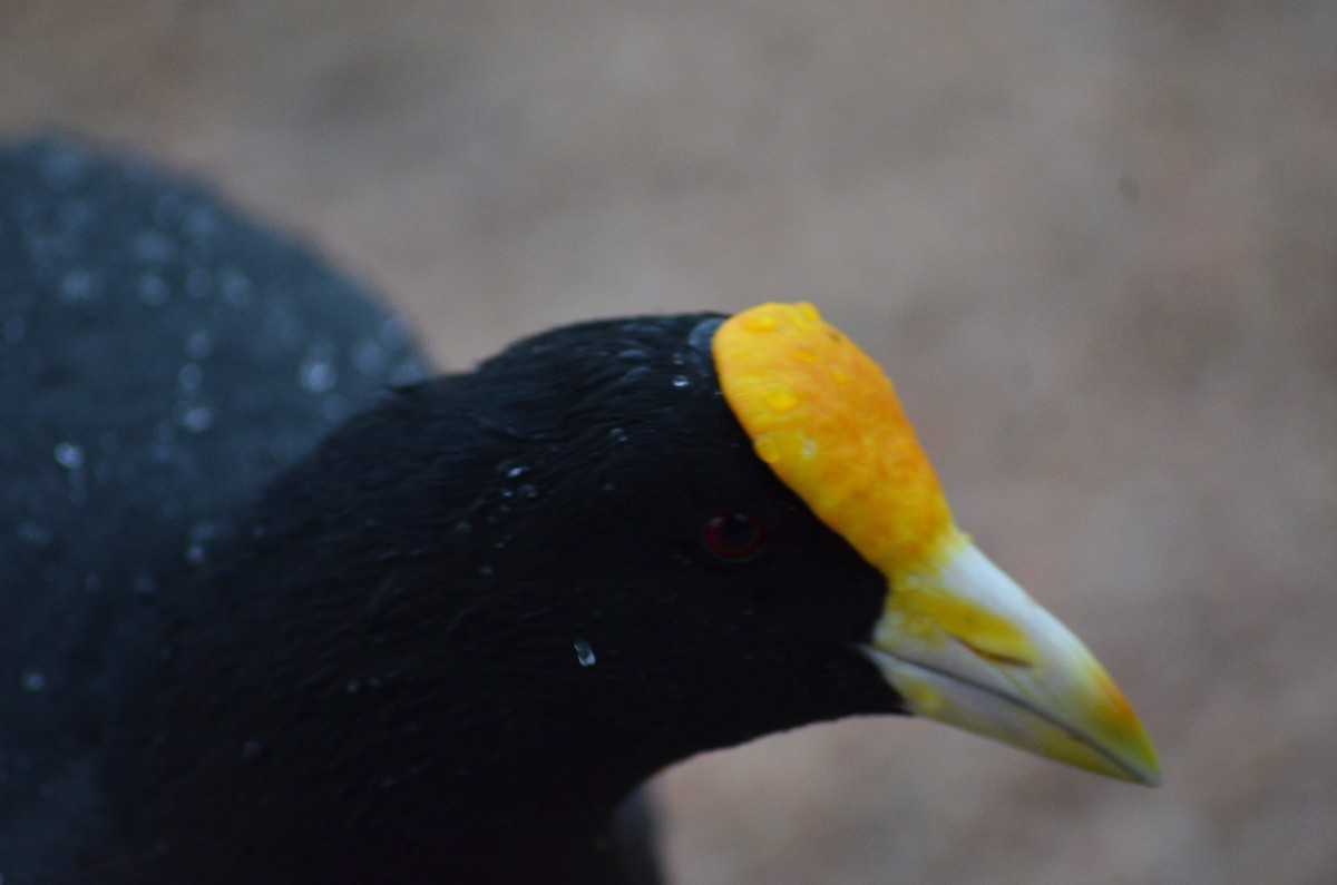 White-winged Coot - ML644564275
