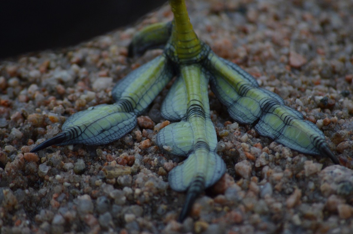 White-winged Coot - ML644564276