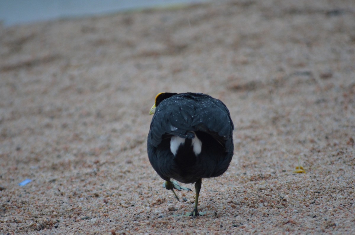 White-winged Coot - ML644564277