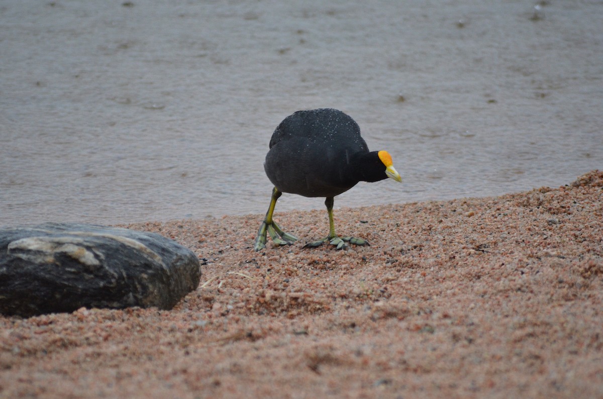 White-winged Coot - ML644564278