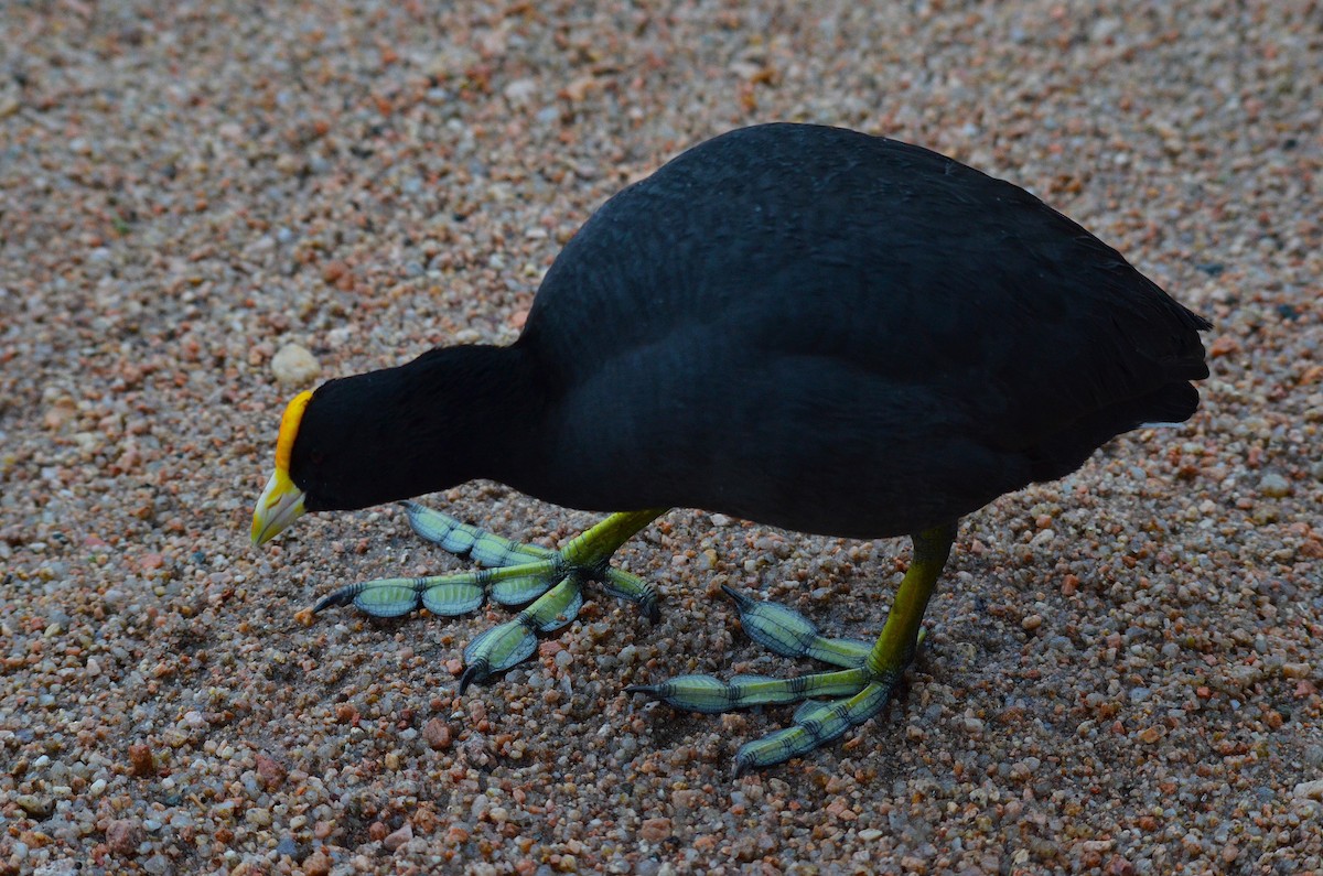 White-winged Coot - ML644564281