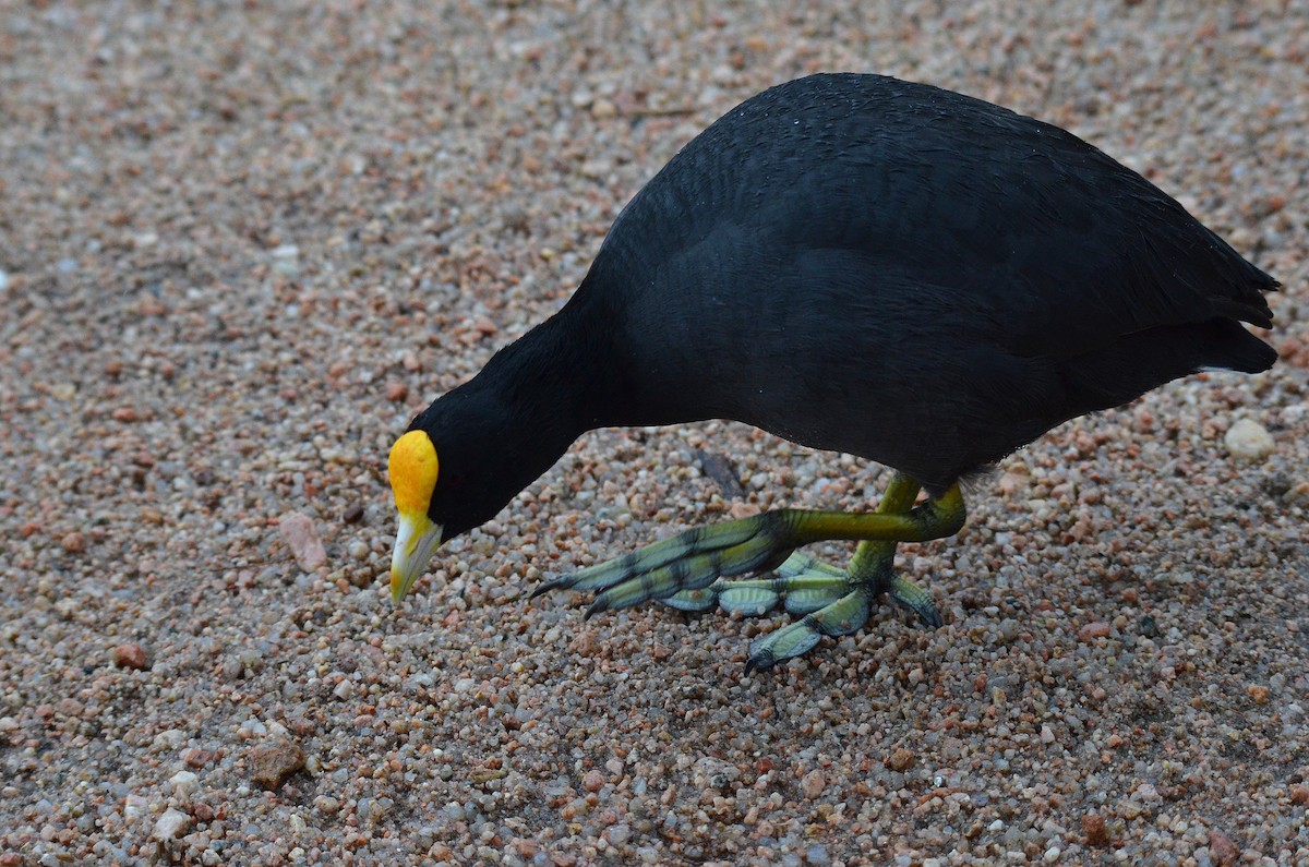 White-winged Coot - ML644564282