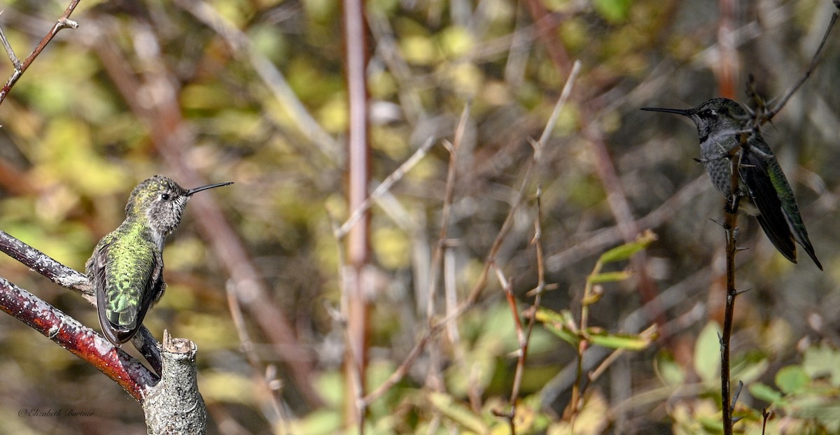 Anna's Hummingbird - ML644564286