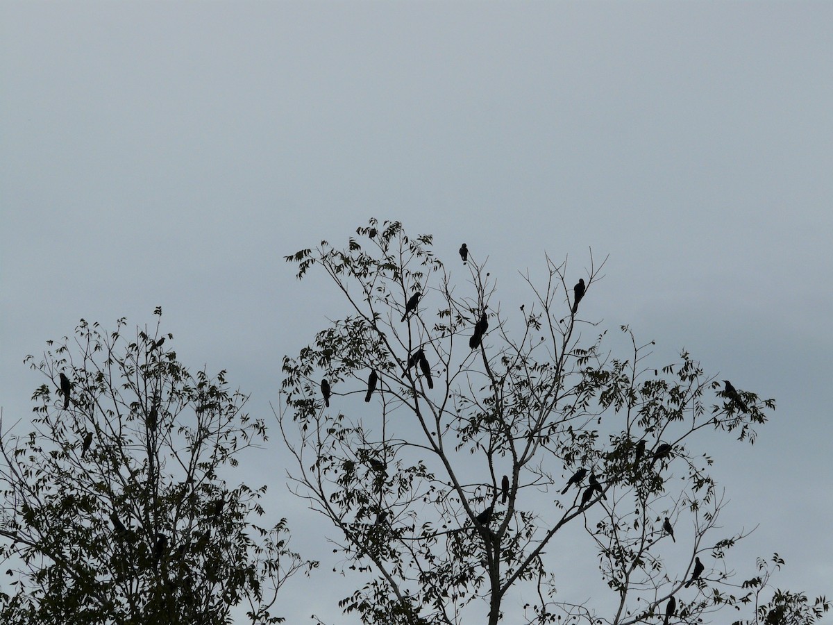 Quiscale des marais (westoni) - ML644564288