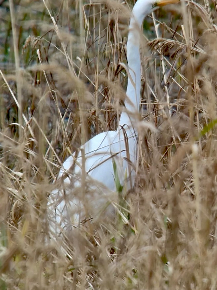 大白鷺 - ML644564289