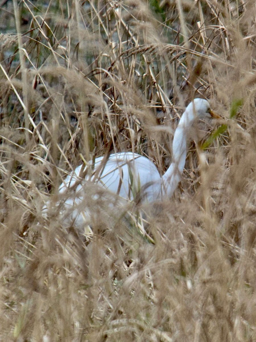 大白鷺 - ML644564291