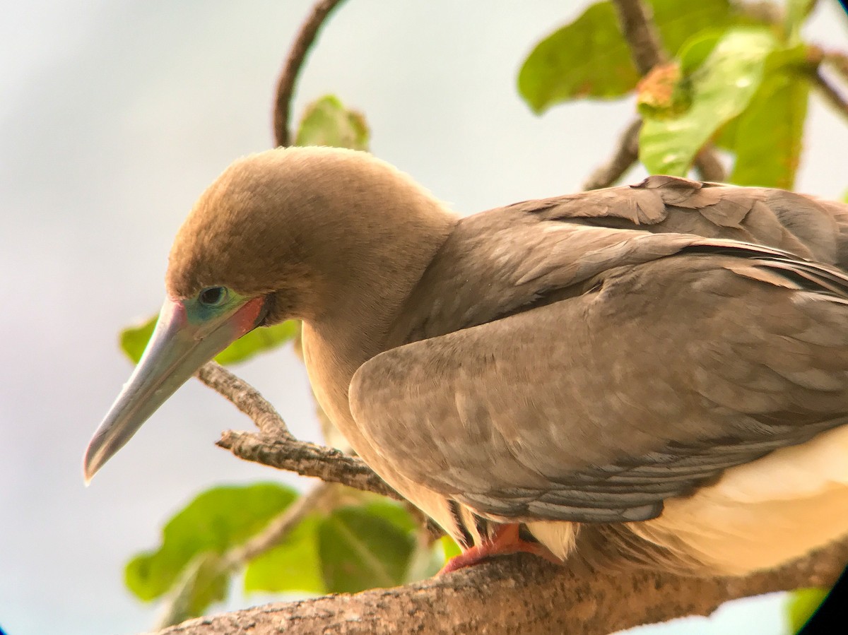 Red-footed Booby (Atlantic) - ML644564299