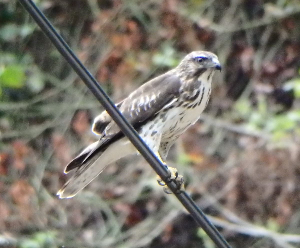 Busardo Aliancho - ML644564300