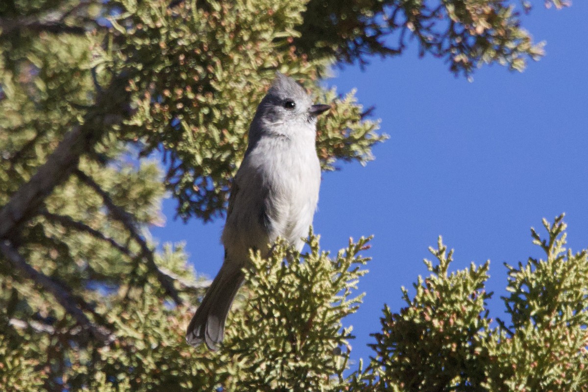Juniper Titmouse - ML644564301