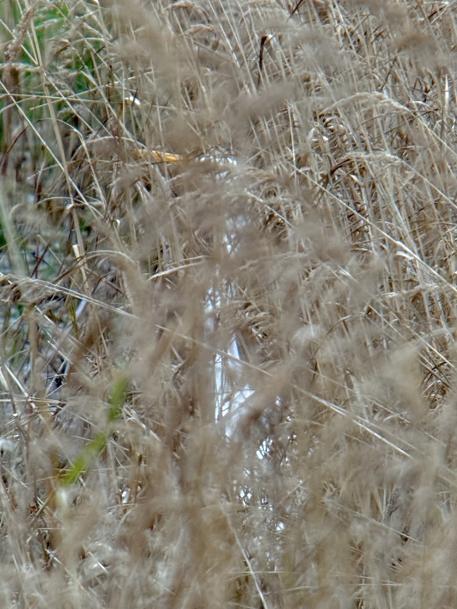 大白鷺 - ML644564303