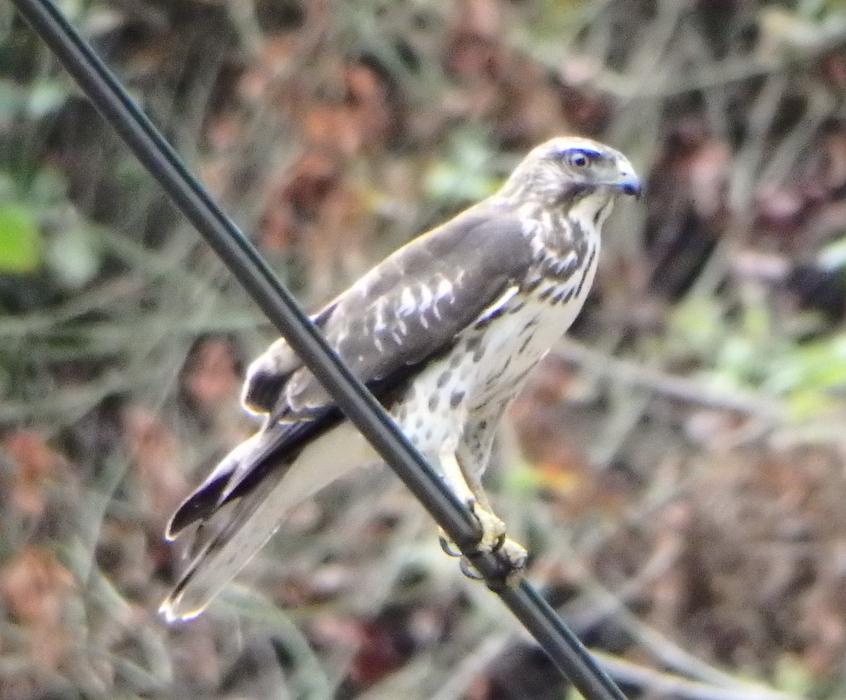 Busardo Aliancho - ML644564304