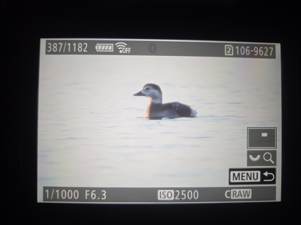 Long-tailed Duck - ML644564307