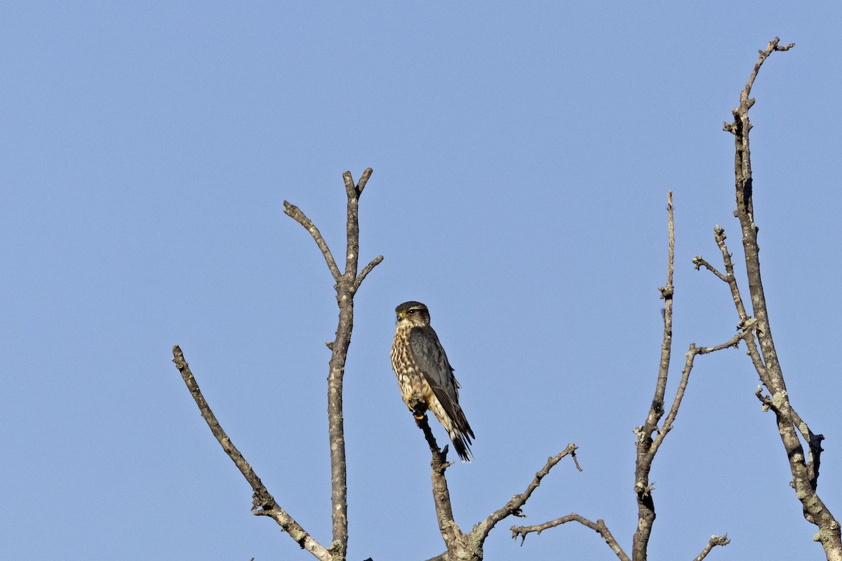 Merlin - ML644564308