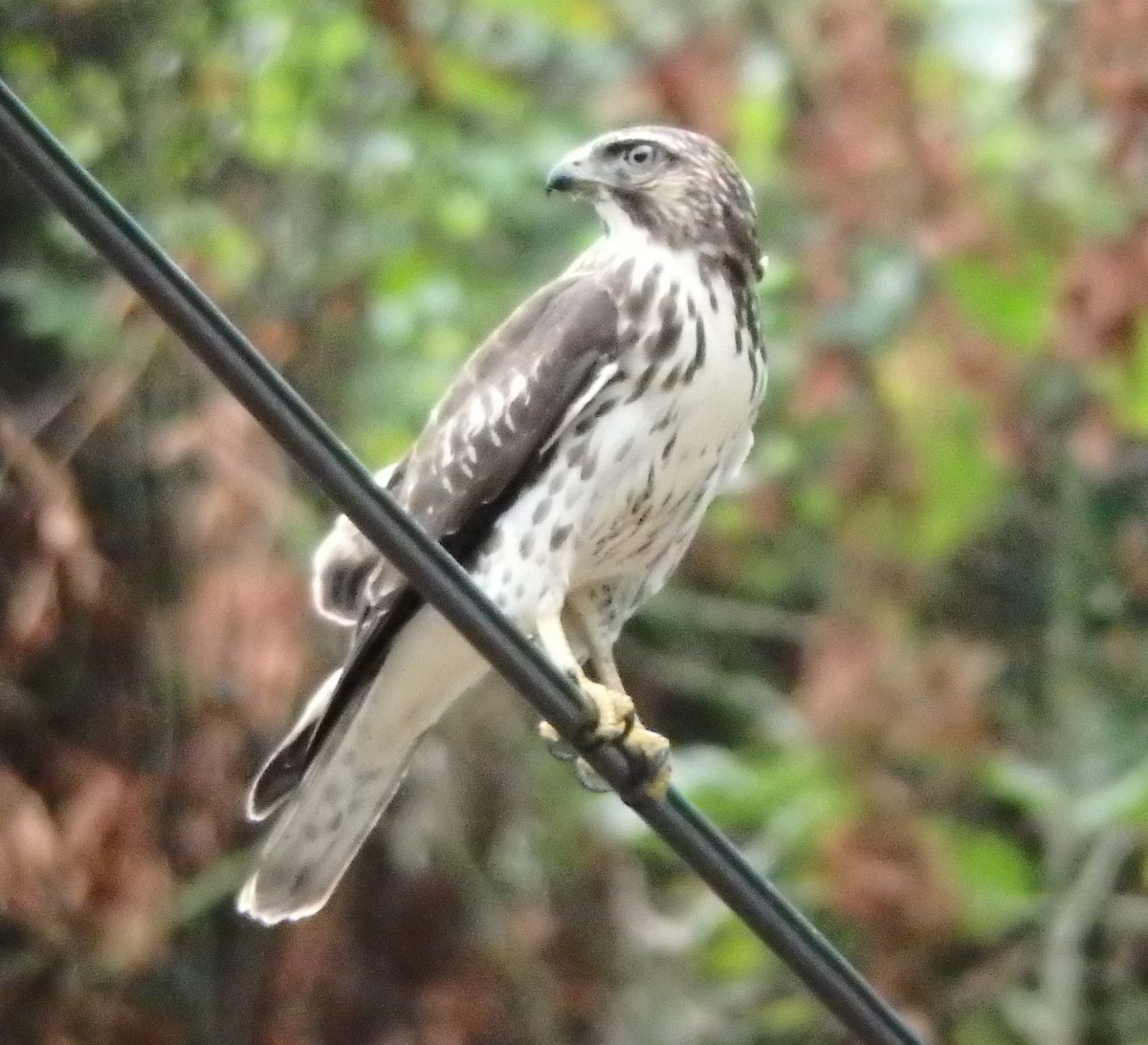 Busardo Aliancho - ML644564312