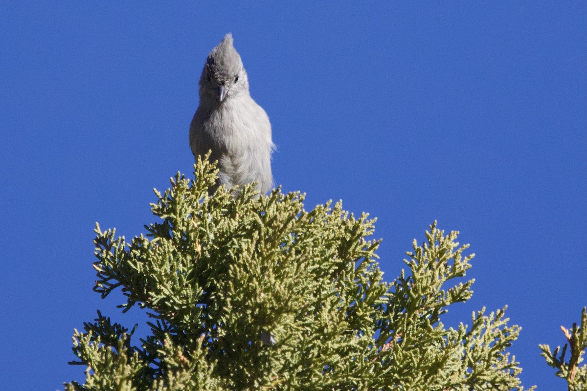 Juniper Titmouse - ML644564313