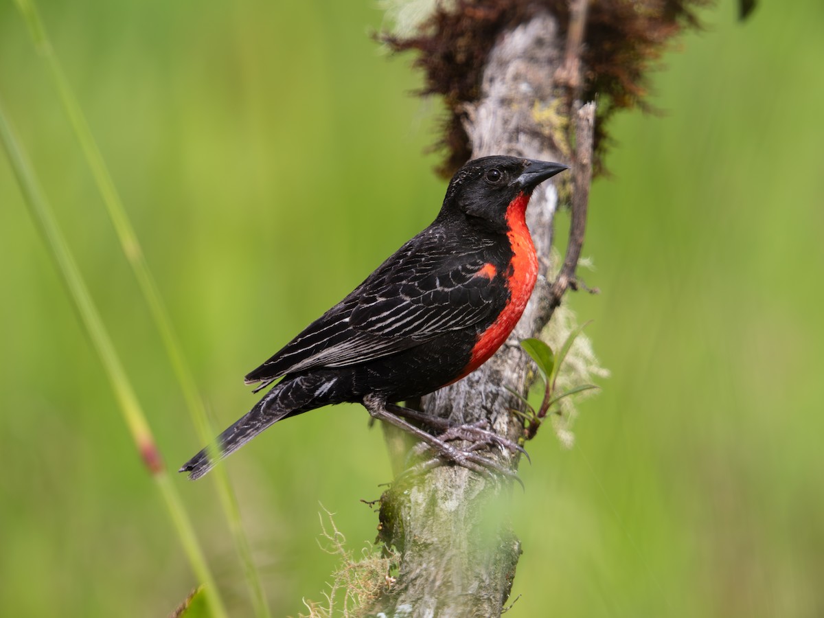 Red-breasted Meadowlark - ML644564314