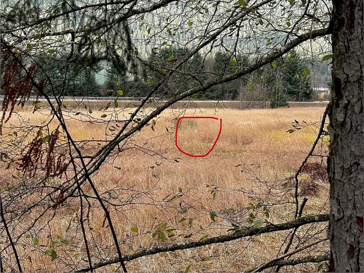 大白鷺 - ML644564315