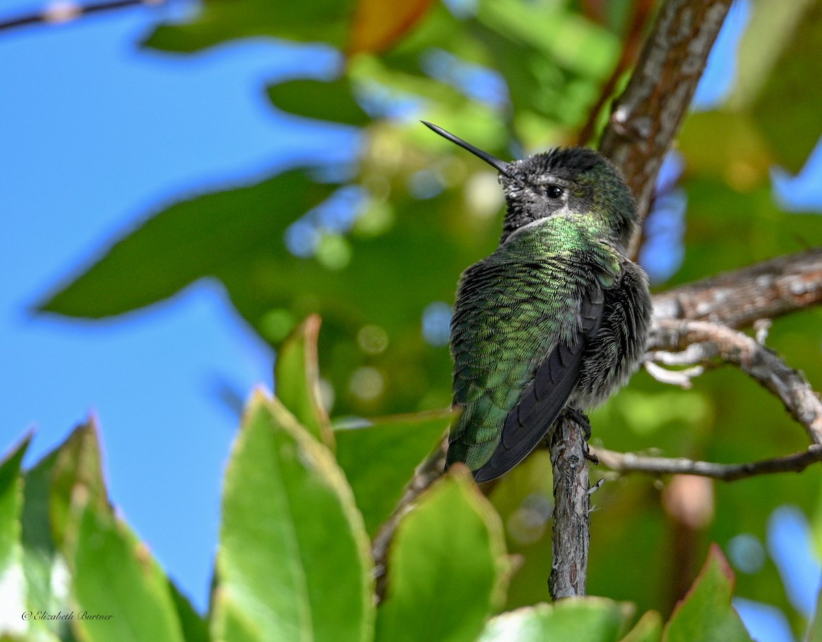 Anna's Hummingbird - ML644564318