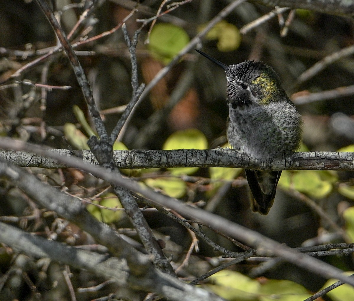 Anna's Hummingbird - ML644564319