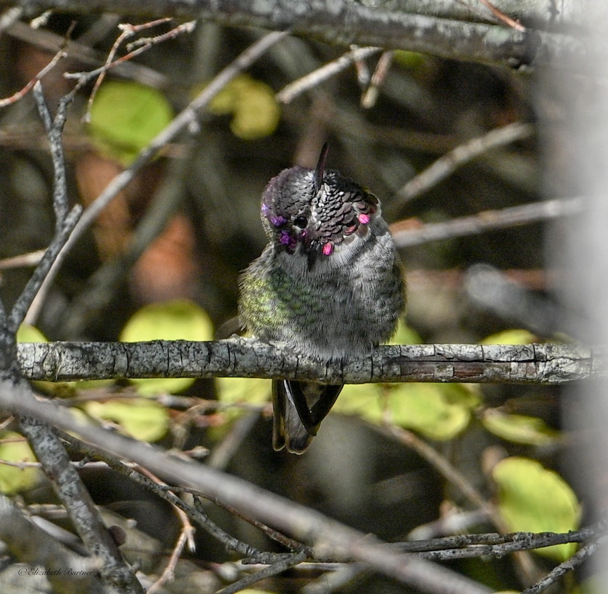 Anna's Hummingbird - ML644564320