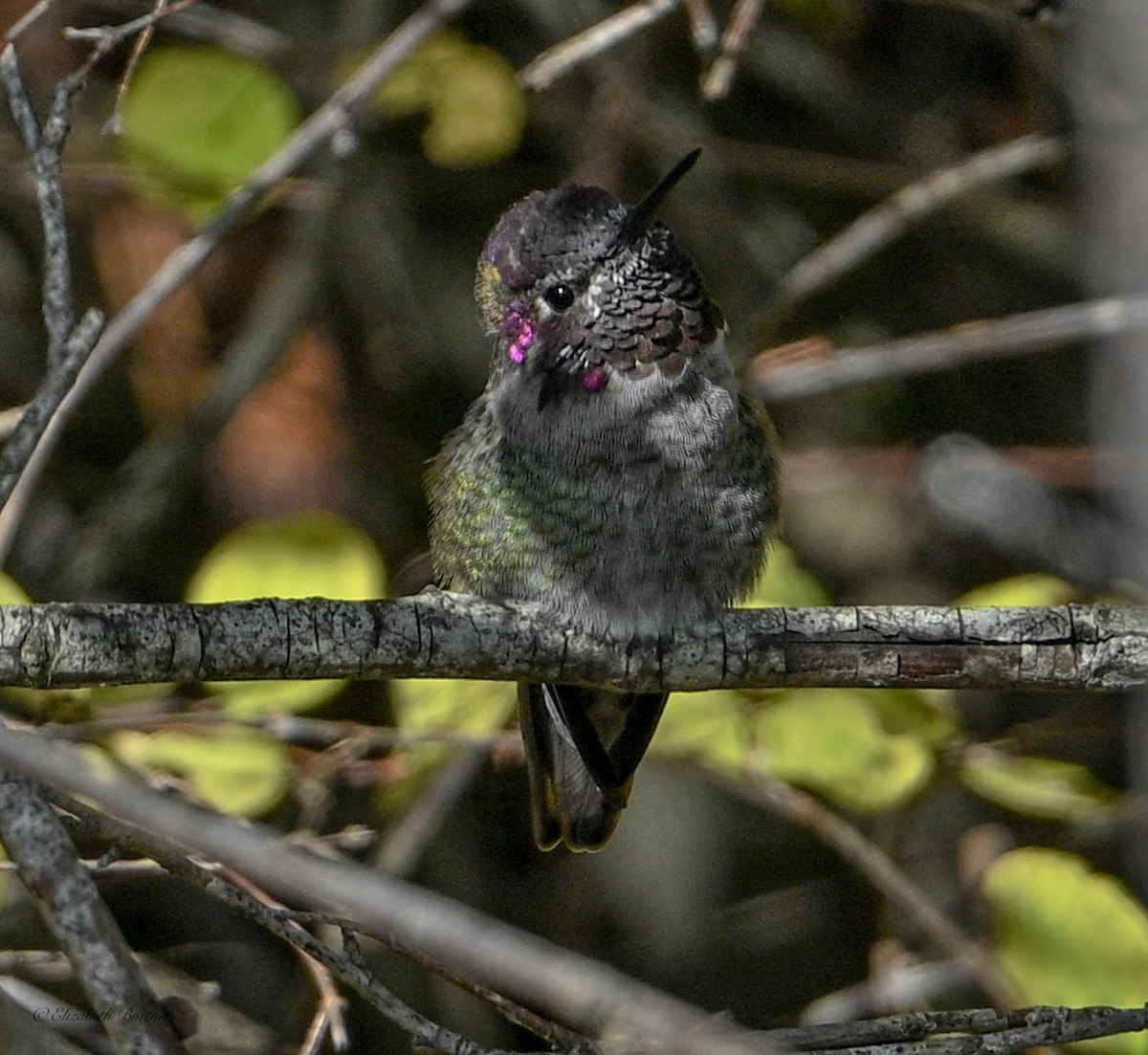 Anna's Hummingbird - ML644564321