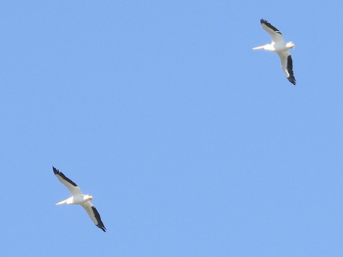 American White Pelican - ML644564322