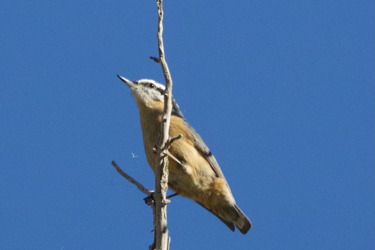 Red-breasted Nuthatch - ML644564329