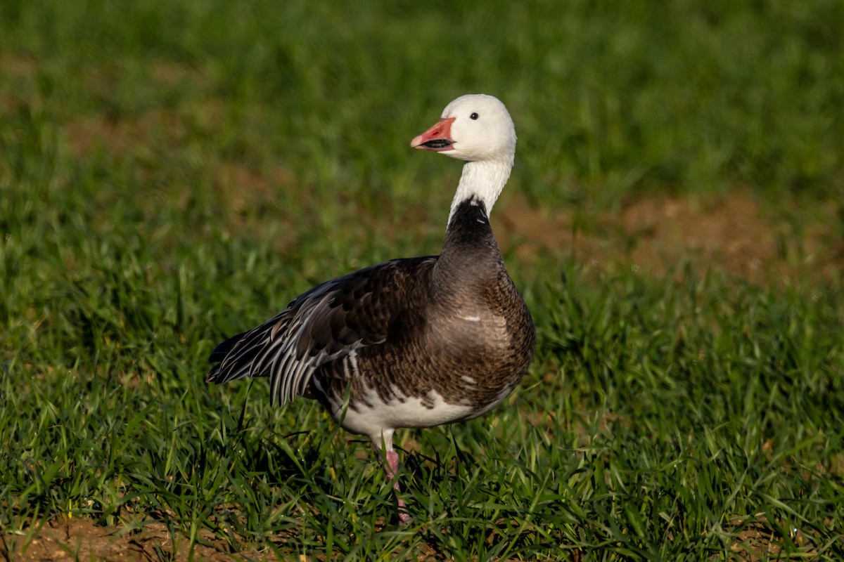 Schneegans - ML644564331