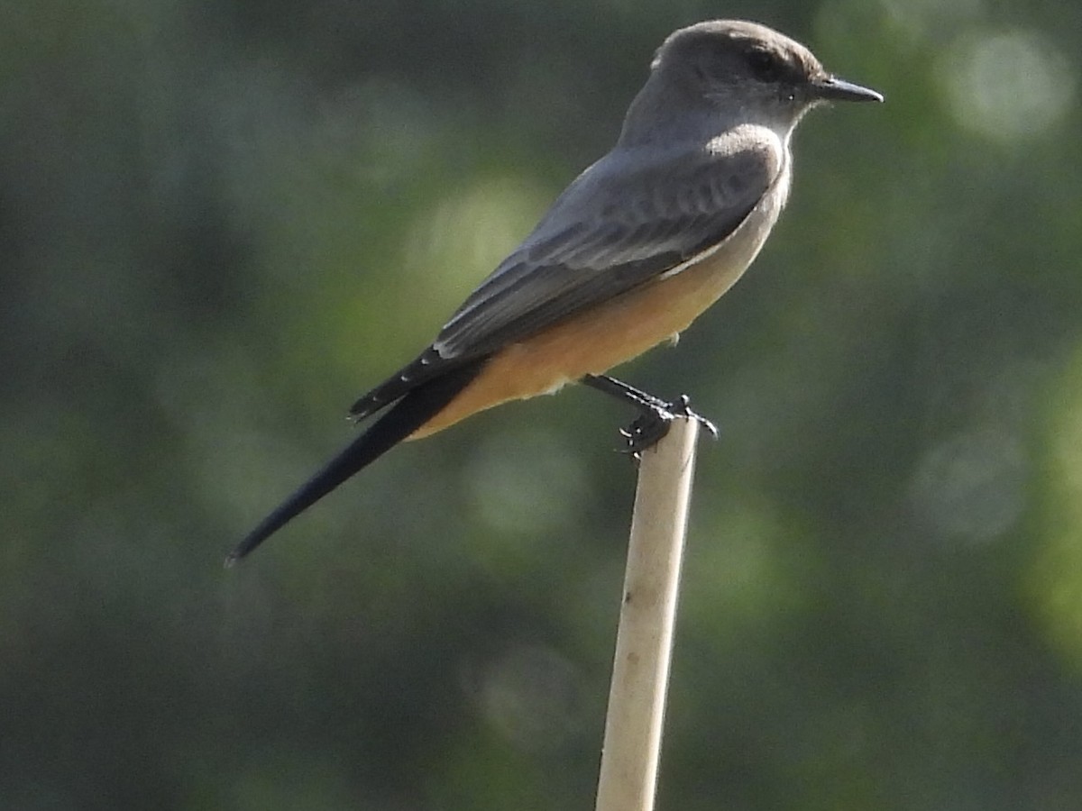 Say's Phoebe - ML644564337