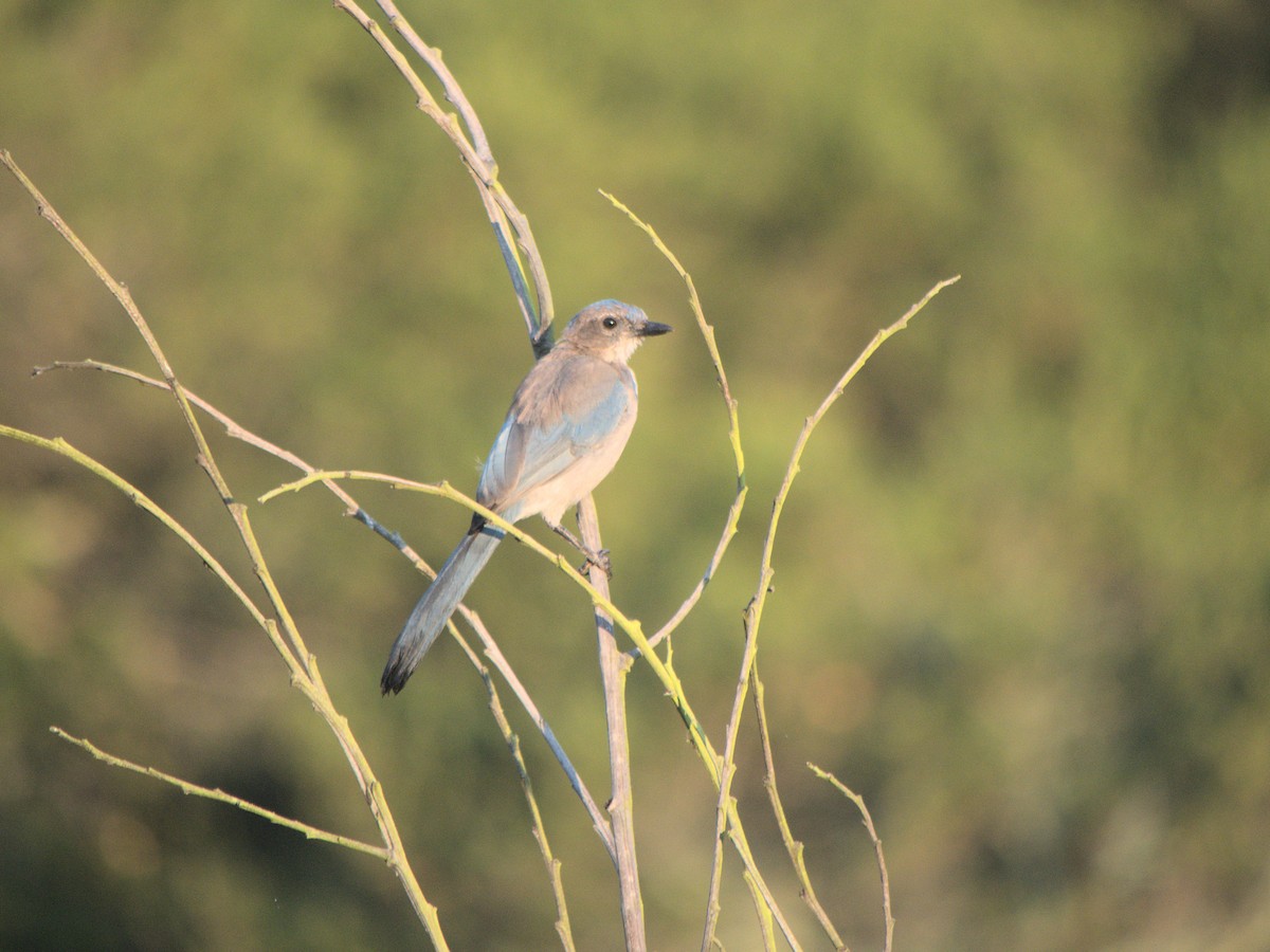 California Scrub-Jay - ML644564340