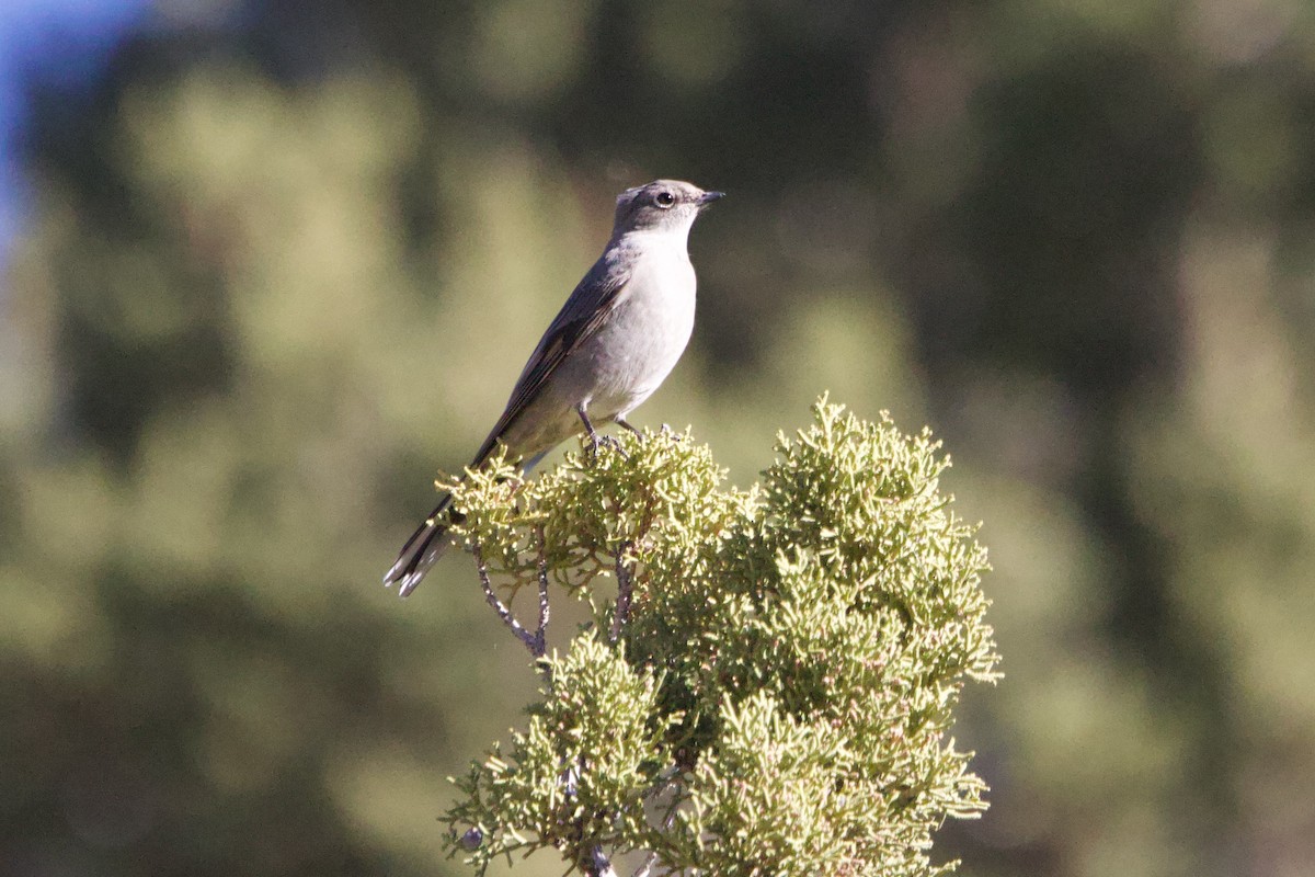 Townsend's Solitaire - ML644564343