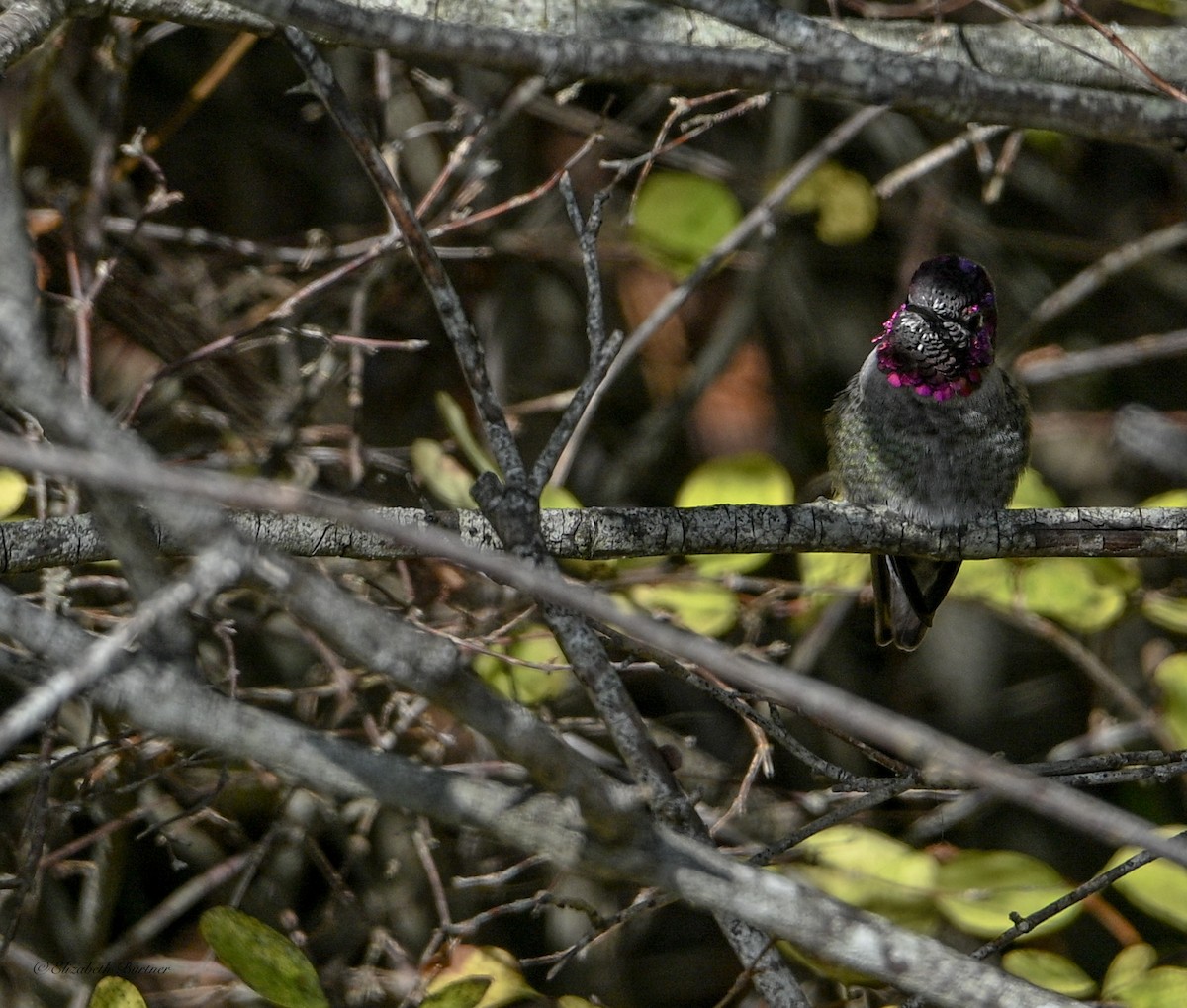 Anna's Hummingbird - ML644564345